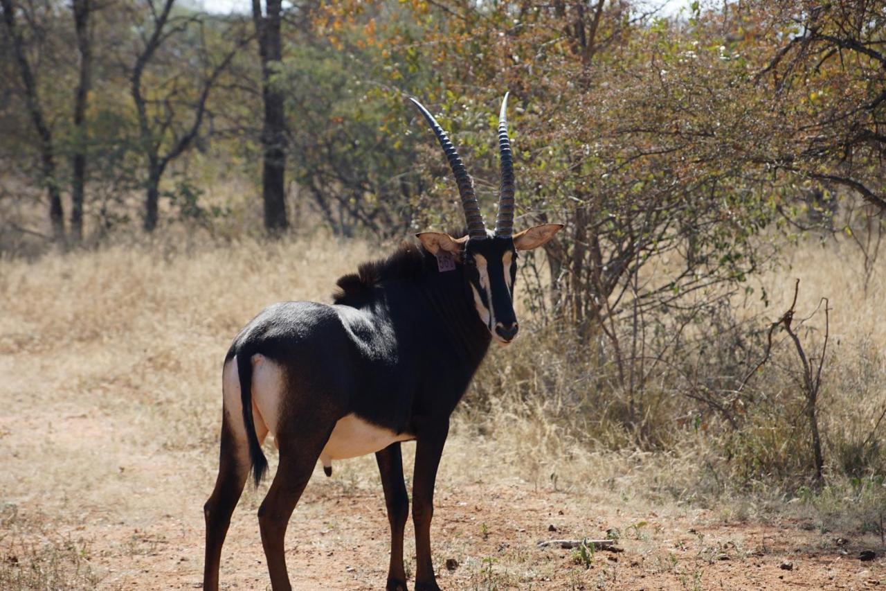 Kwele Game Lodge Beauty Exterior foto