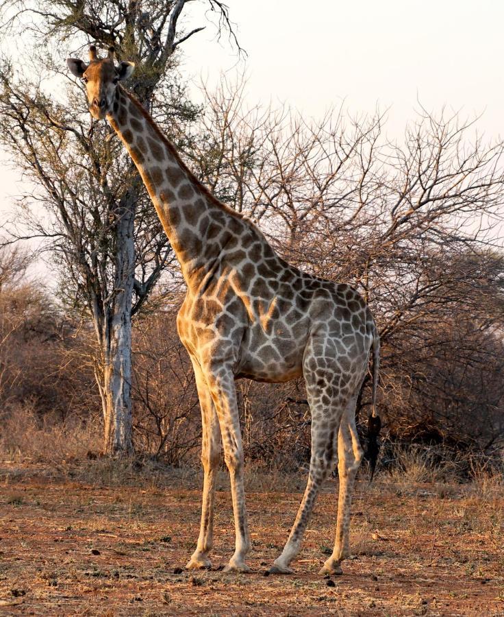 Kwele Game Lodge Beauty Exterior foto
