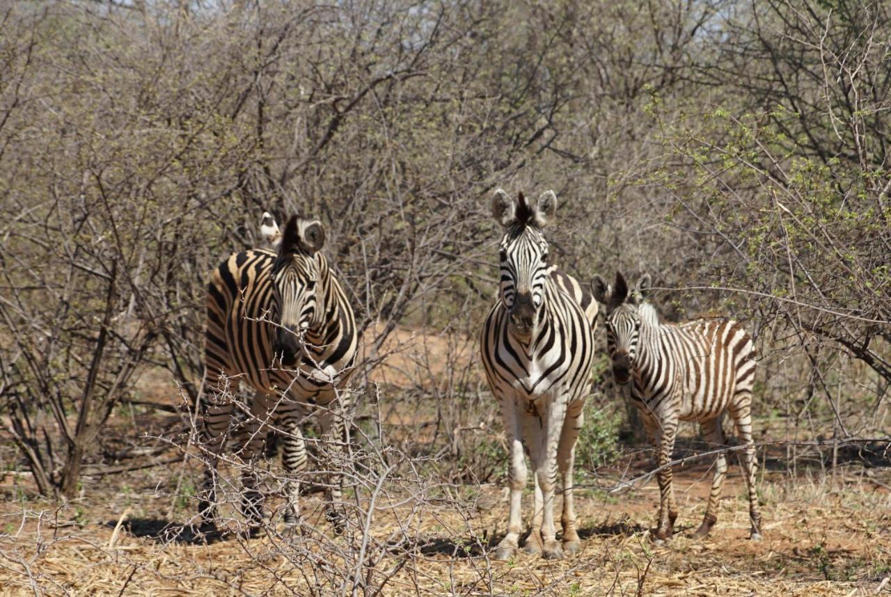 Kwele Game Lodge Beauty Exterior foto