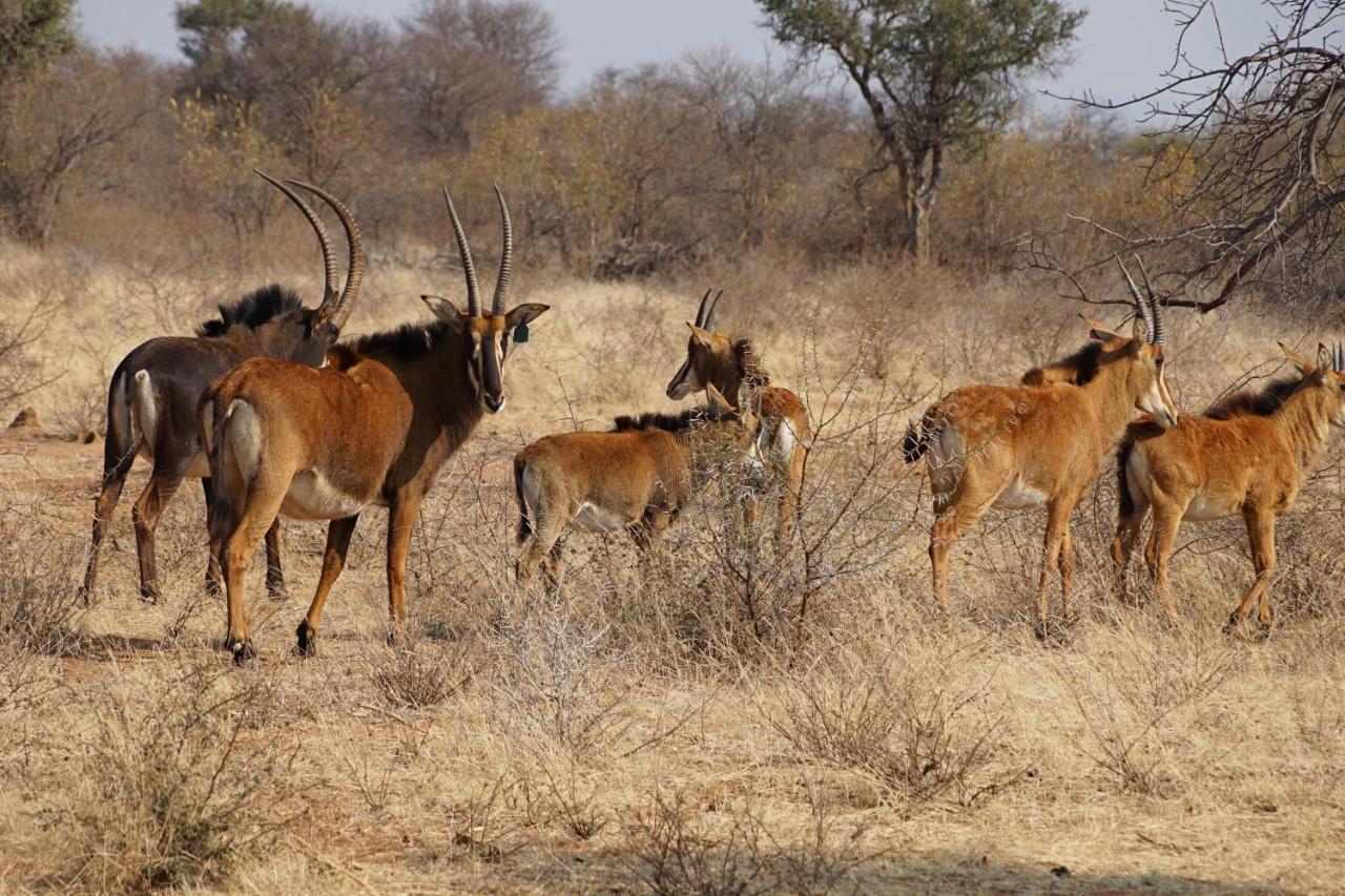 Kwele Game Lodge Beauty Exterior foto